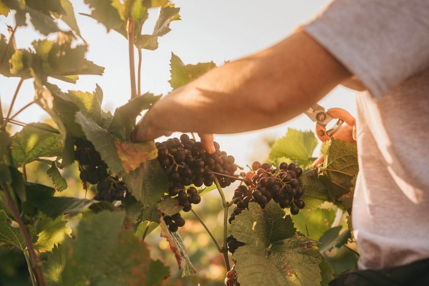 The 2024 Harvest - Champagne Philipponnat