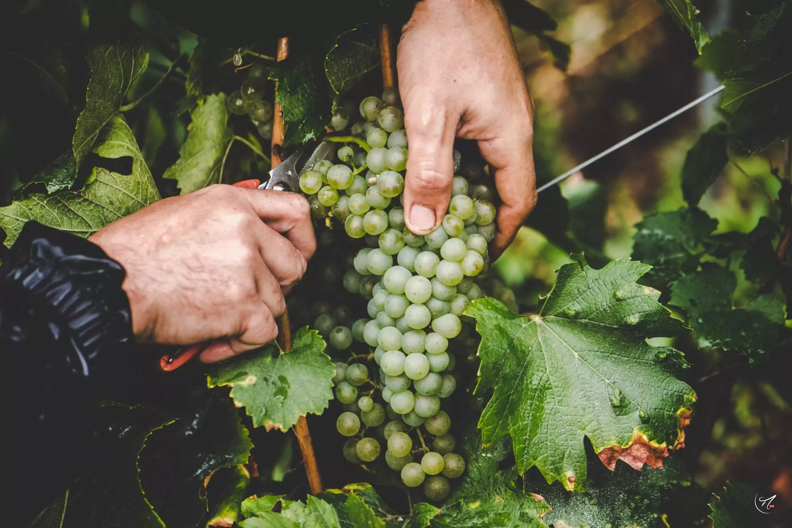 Vendanges 2023 - Champagne Philipponnat