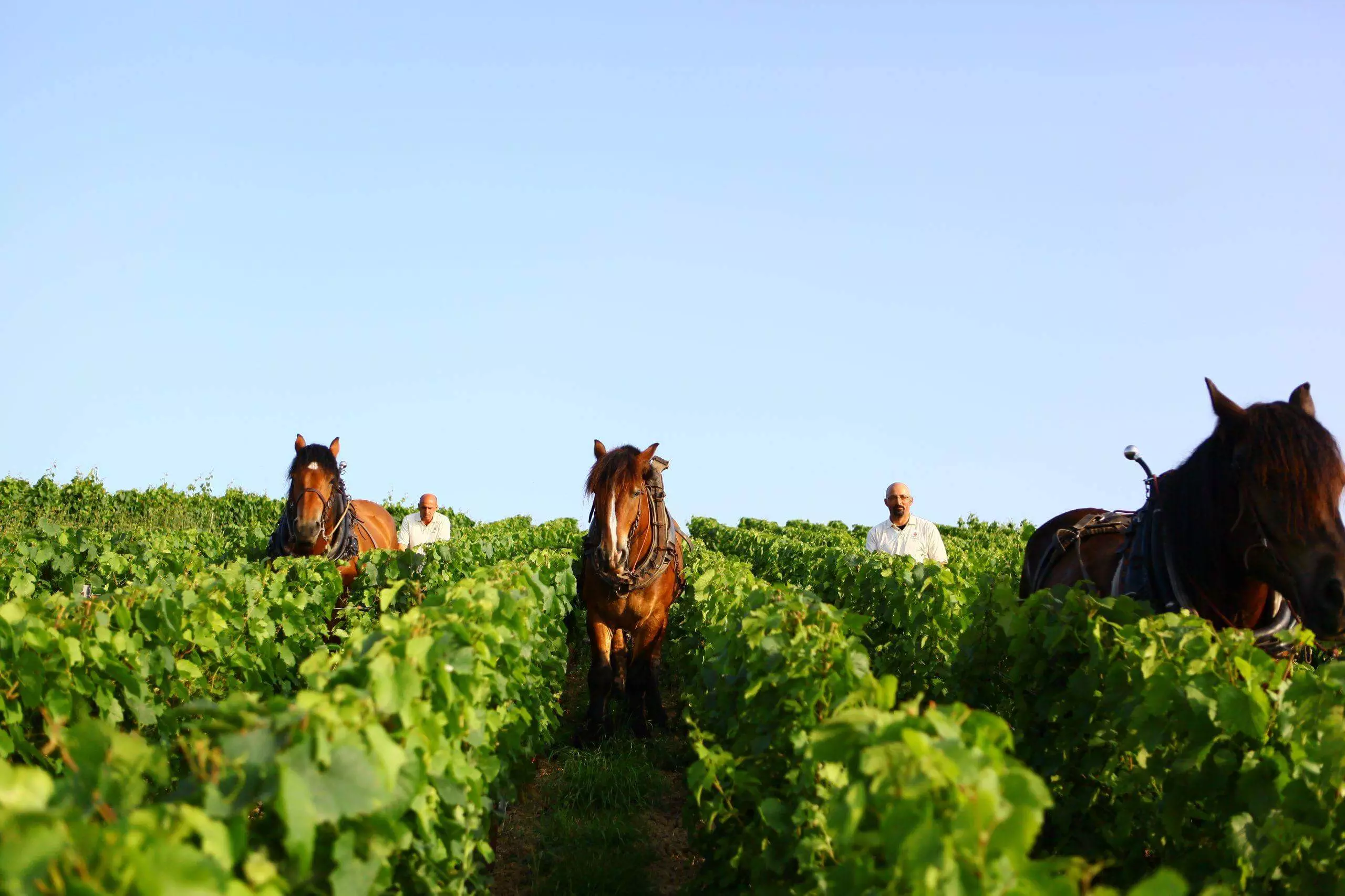 Un vignoble préservé - Champagne Philipponnat