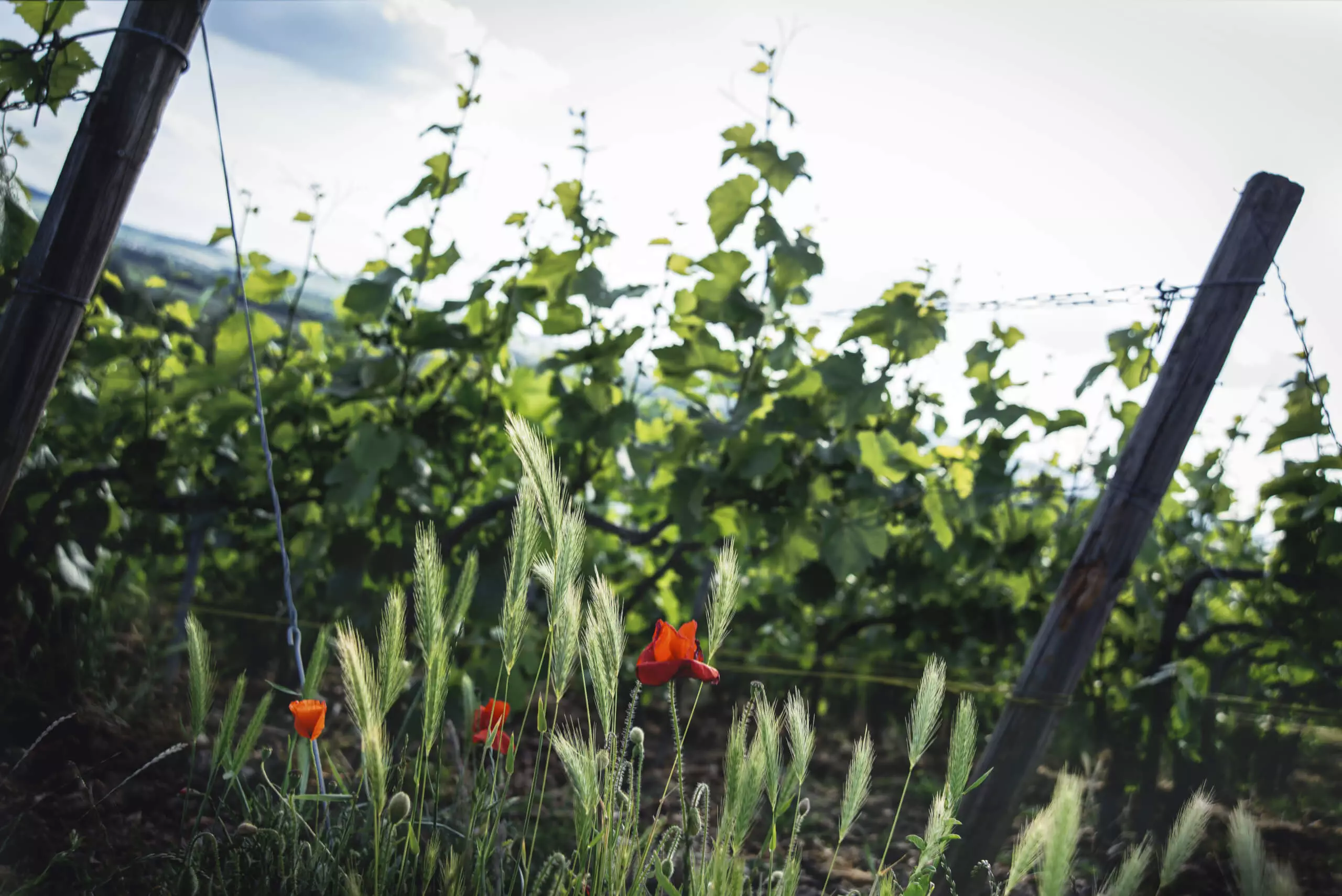 Au fil de la Marne - Champagne Philipponnat