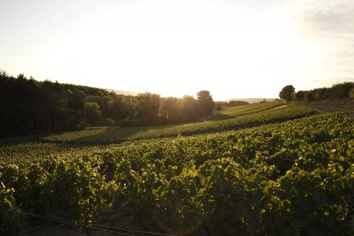 Notre savoir-faire - Champagne Philipponnat