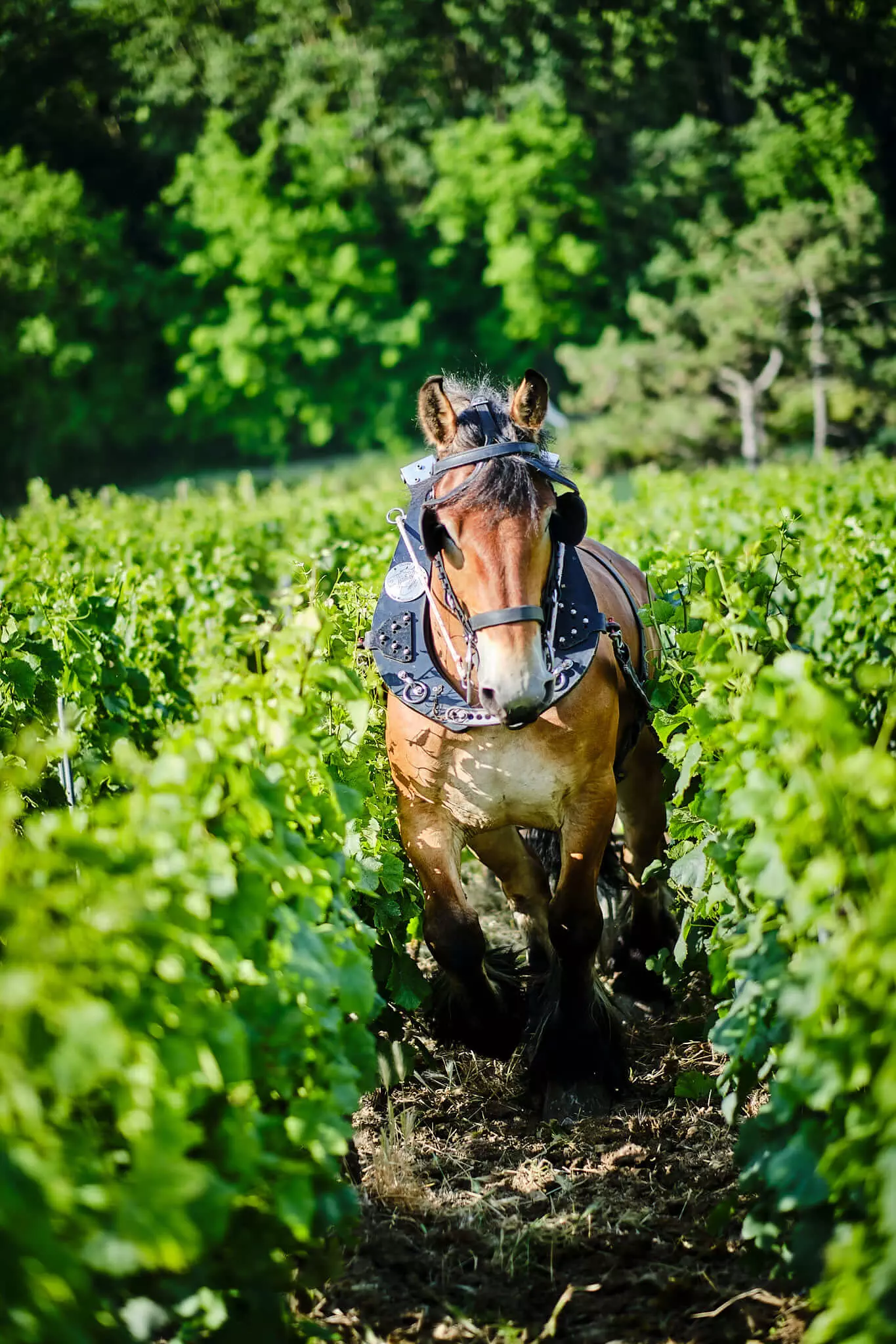 Nos engagements - Champagne Philipponnat