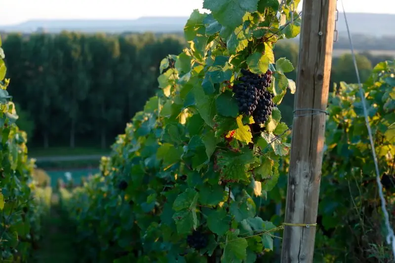 Le Clos des Goisses - Champagne Philipponnat