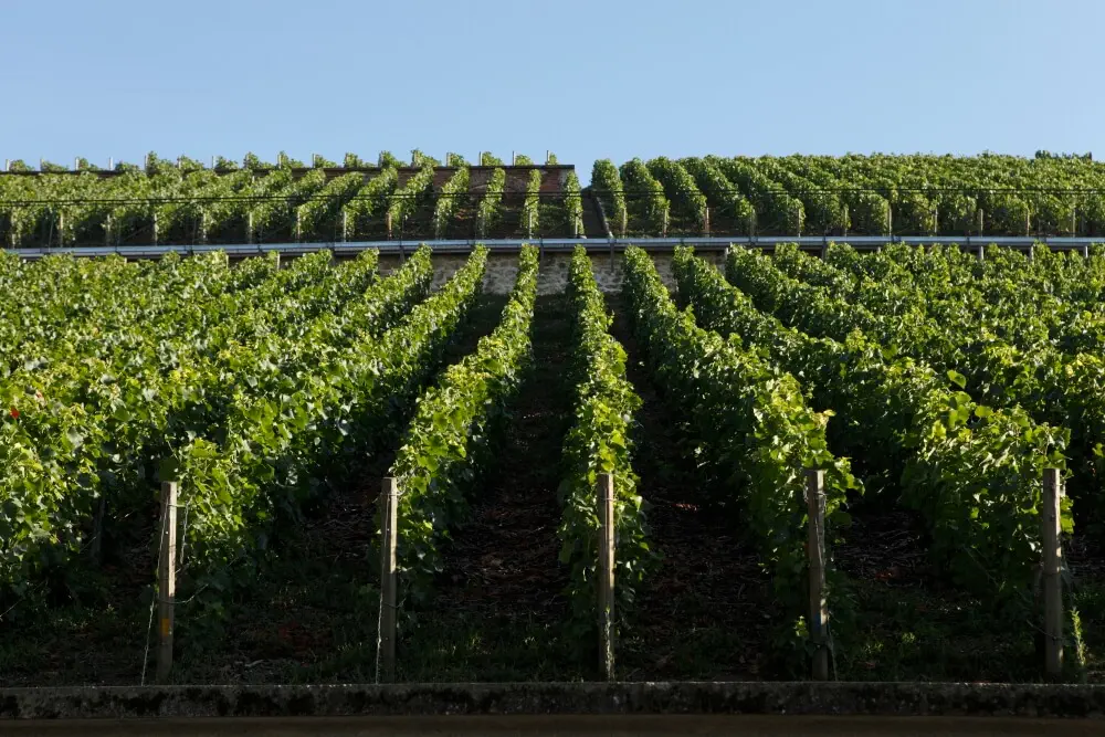 Le Clos des Goisses - Champagne Philipponnat
