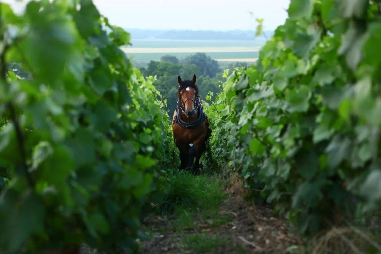 Le Clos des Goisses - Champagne Philipponnat